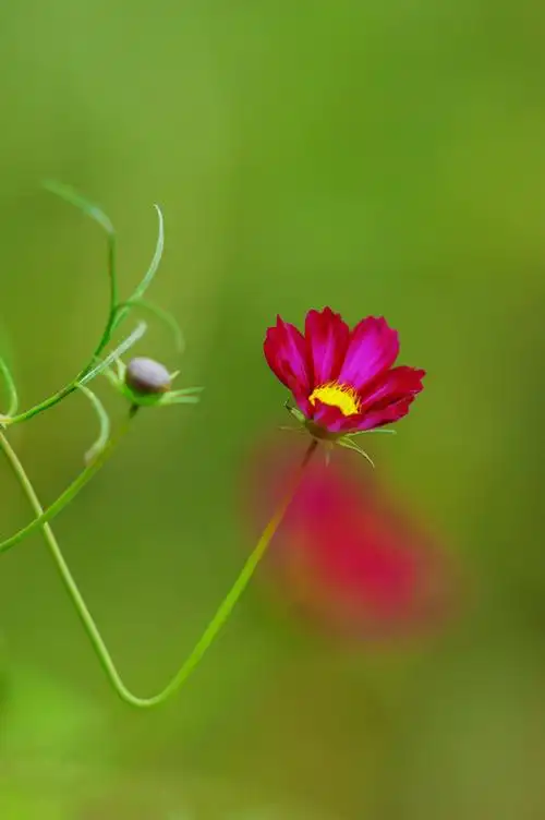 花事    93   波斯菊   前景一朵小花距离镜头要比焦点花儿近,在光圈