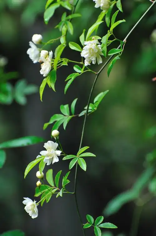 男女深情对唱145首(木香花)