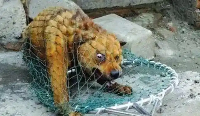 小心通红街疯狗咬人请大家注意安全