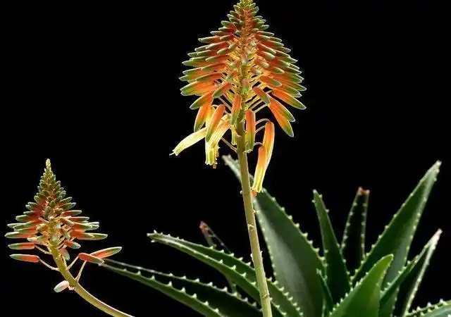 一花一世界,一叶一菩提——奇花异草芦荟花,花语文化栽培技术