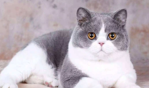 英短蓝白八字脸分布图,八字没开好的蓝白猫