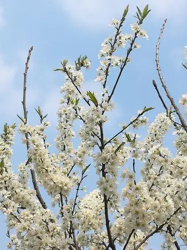 春风桃李花已开景色迷人又一春(副本)