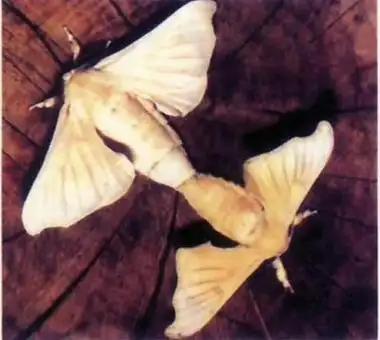 雄蚕蛾图片及功效有哪些