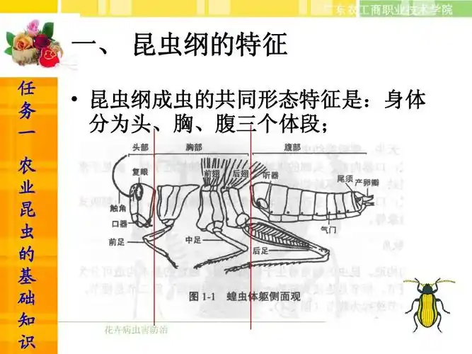 1-1a昆虫的身体构造及功能