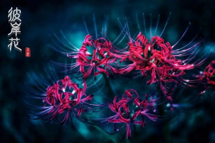 上海小河彼岸花古风人像写真分享