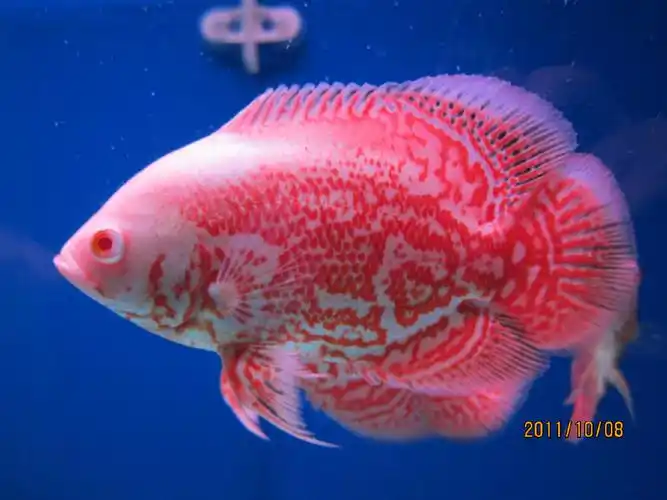 地图鱼产卵及孵化过程