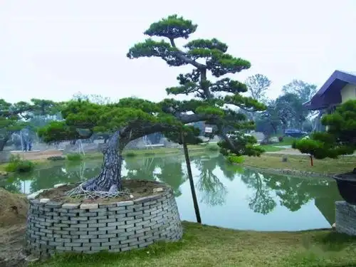 328万成交这棵罗汉松是怎么做到的