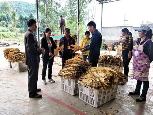 杨永玲到白鹤滩镇检查指导招商引资项目建设工作_云南省昭通市巧家县