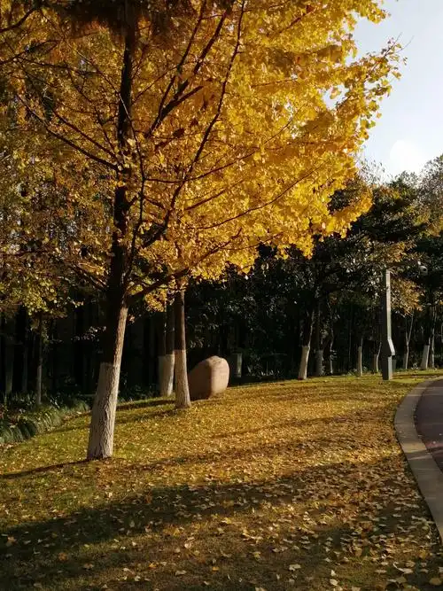 秋天体育公园一角