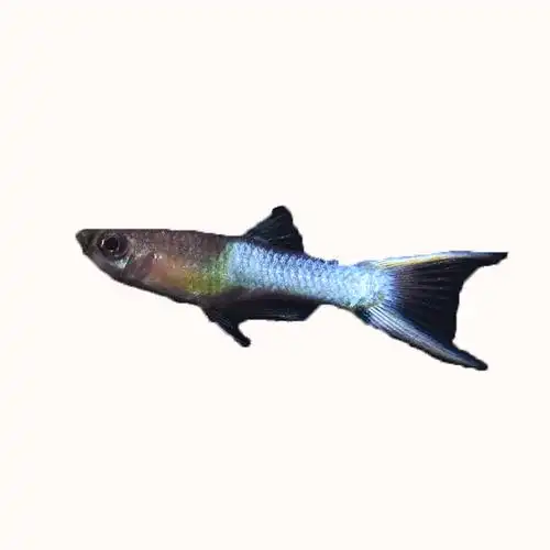 小型日本双剑白金孔雀淡水观赏鱼凤尾鱼包损活体鱼