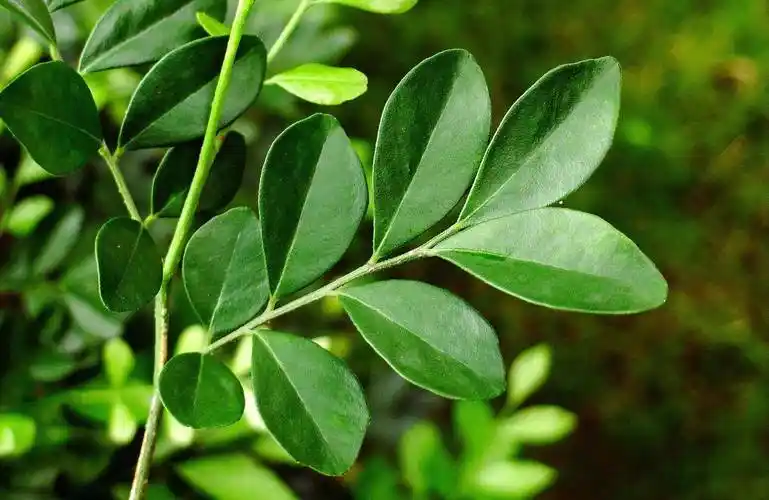 嚼2片叶子能治牙痛,用来炖羊肉更是一绝,人称"万里香",你认识吗?