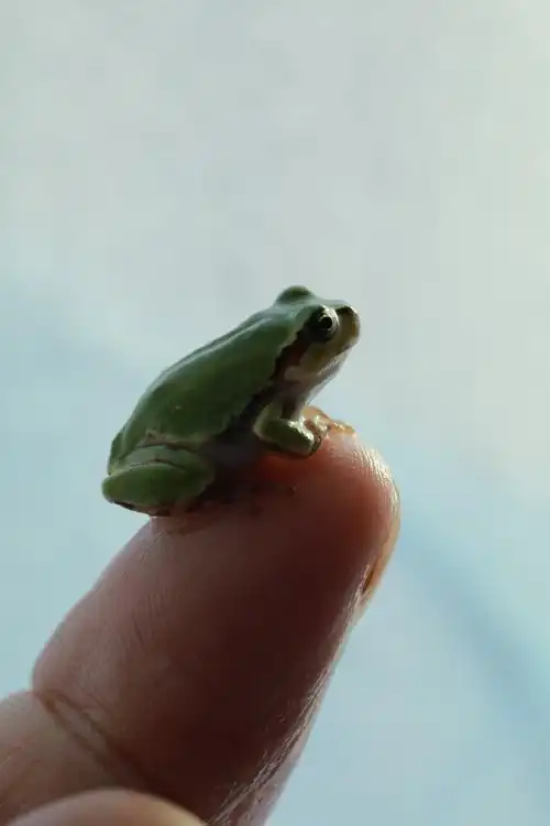 (原片微距摄影)小青蛙