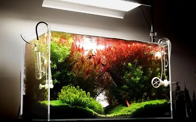 荷兰景混合风格草缸开缸两个月后成景