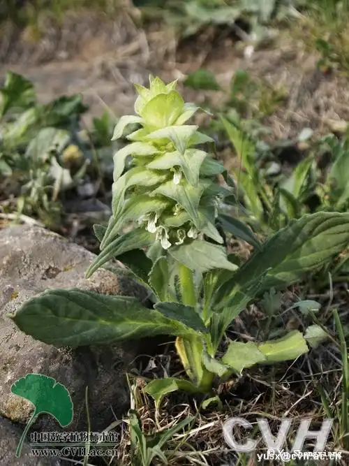 白苞筋骨草