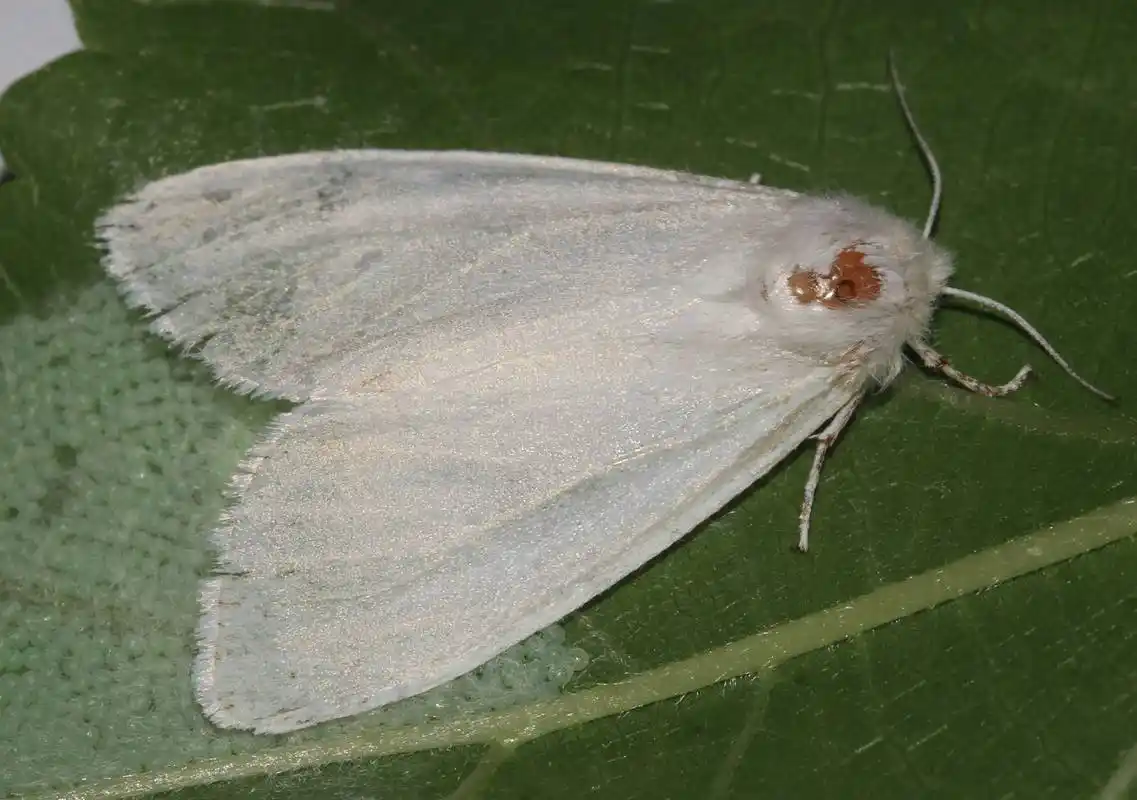 美国大白蛾怎么处理