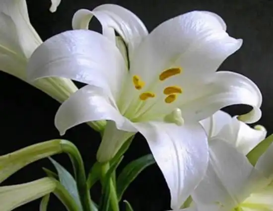 2 白色白色的百合花是最常见的,它的花语是心心相印,庄严,百年好合