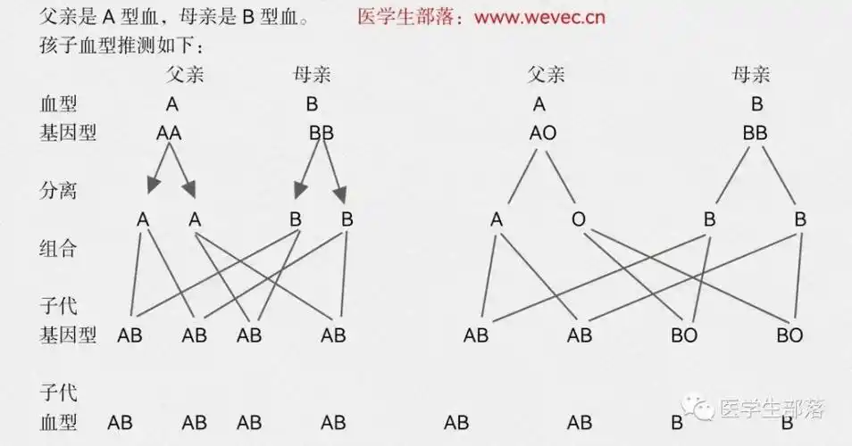如何进行亲子血型推测