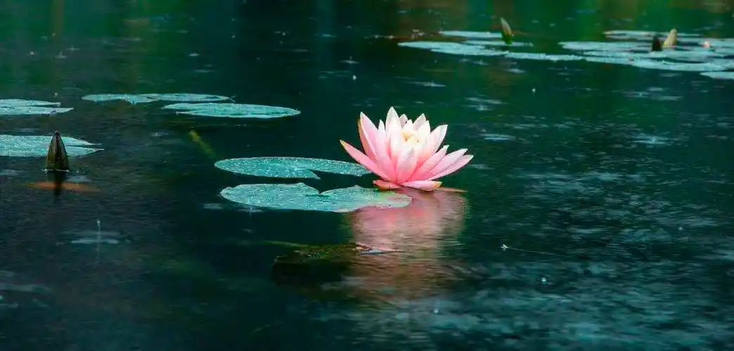 朱家尖禅意小镇光影一念心清静莲花处处开