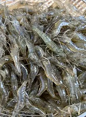 微山湖原生态小河虾新鲜鲜活河虾