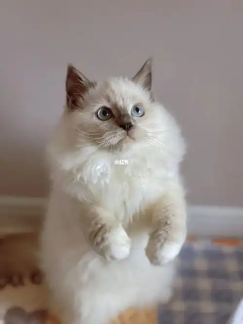 真的没人喜欢重点色蓝手套布偶弟弟嘛_布偶猫_世豪广场攻略_成都布偶