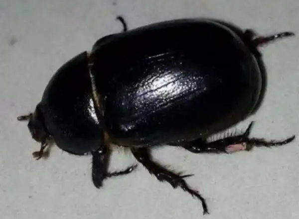 家住东北,总从窗外爬进这种黑色甲壳虫,还会飞,不胜其扰,想问一下这