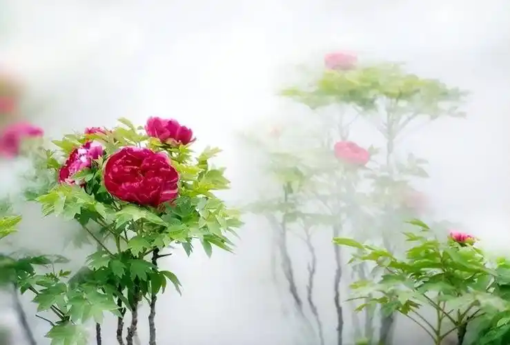 国色天香首善之美德城区首届牡丹摄影作品展评选揭晓