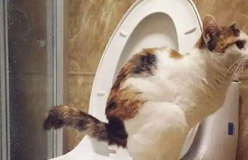 猫便秘喝牛奶猫咪便秘可以喝牛奶吗猫喝牛奶治便秘