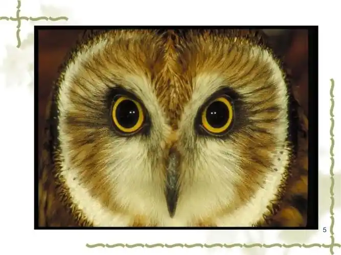 设计轴对称图形课件_第5页