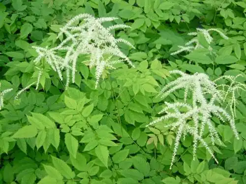 假生麻图片假生麻草本植物图片假生麻草本野菜图片