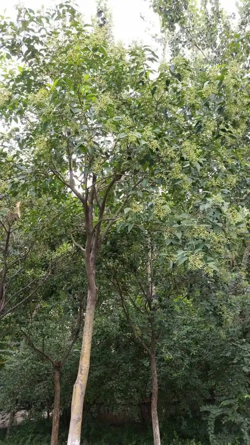 请问这种树的名字,谢谢_百度知道