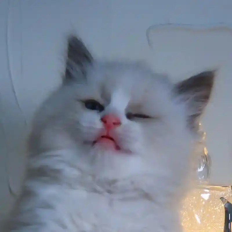 你永远不会懂小猫咪的难过#头像 #布偶猫 #猫咪表情包  - 抖音