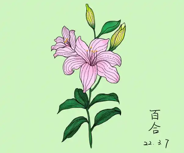procreate简笔画百合花