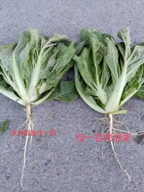 白菜生长肯定好!
