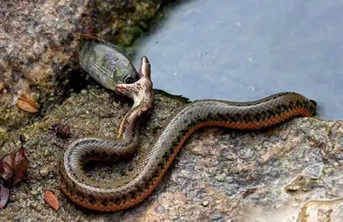 中国水蛇长什么样子