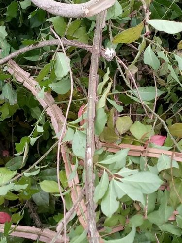 中药材新鲜鬼箭羽卫矛六月凌四面戟八树新鲜枝叶 500克包邮