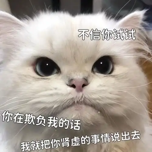 猫咪表情包