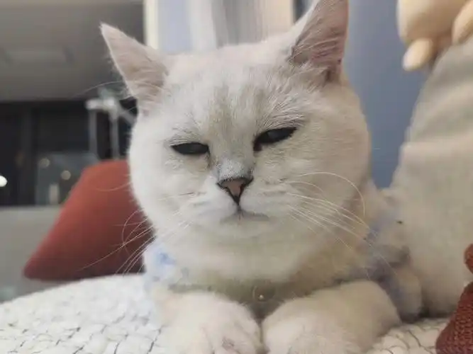 5个月的银渐层发腮了吗