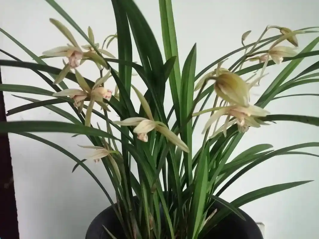 兰花欣赏 #记得微笑努力活成自己喜欢的样子 只有照片能记录 - 抖音