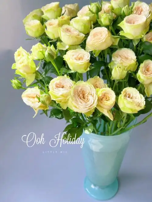 多头玫瑰牛油果配我的新宠风灯花瓶
