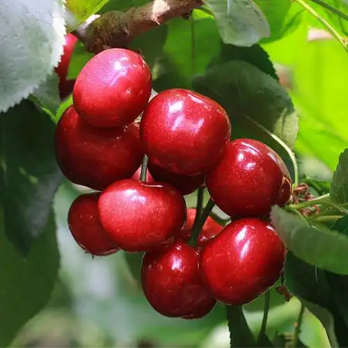 当季现摘现发新鲜大樱桃,脆嫩多汁,厚实饱满.