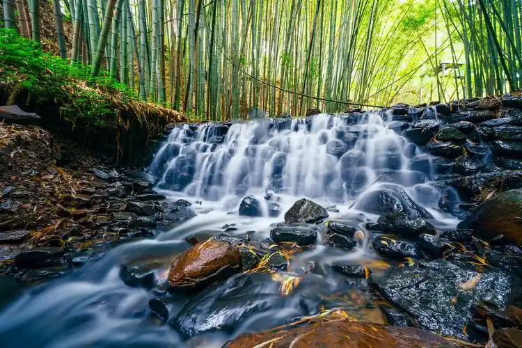 竹海镇竹林脚下的致富经