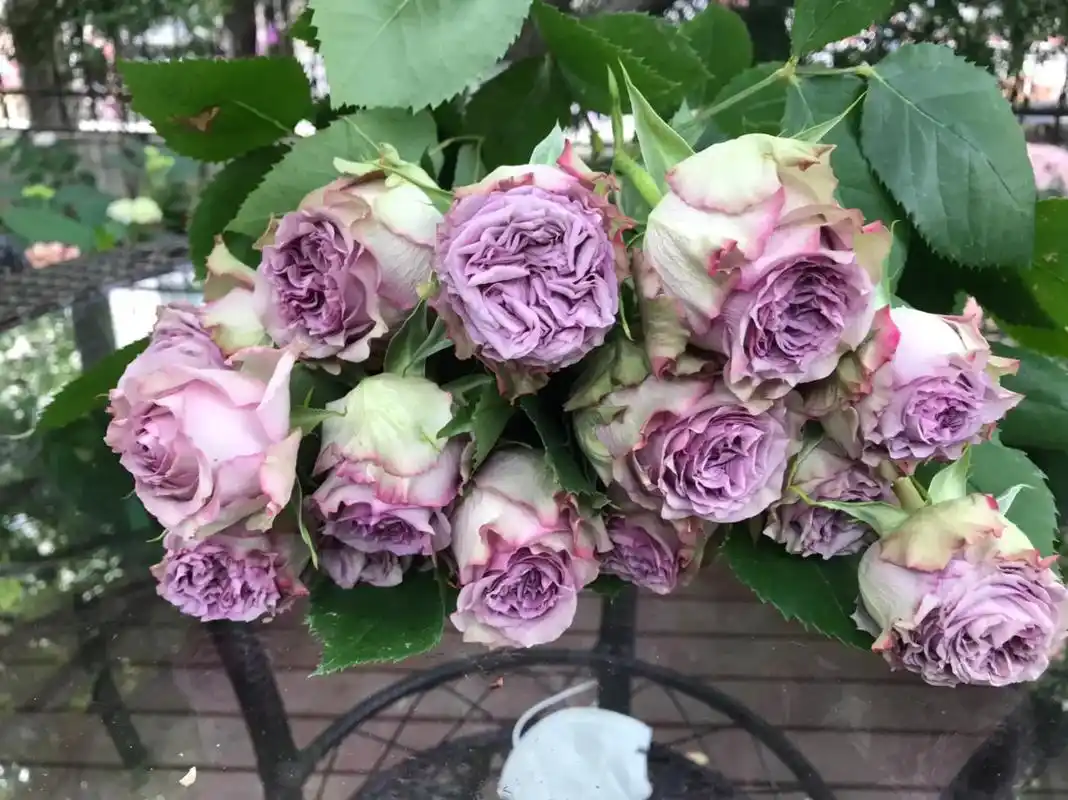 多姿桃月季 #魅影月季 #梦露月季 #苏萨月季 #粉龙月季 - 兑趑