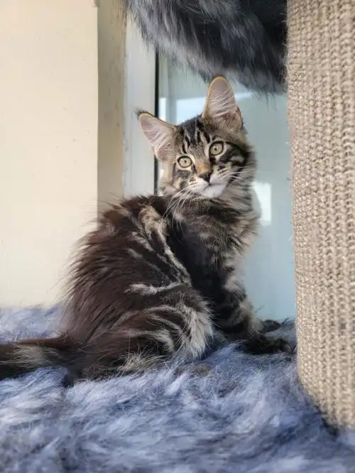 缅因猫  #缅因猫舍  这个脸版不出意外的话属于小时候可爱大了爆说哪