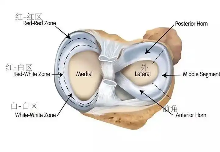 的纤维结构在腘肌腱裂孔处外侧半月板与关节囊没有连接外侧半月板为o