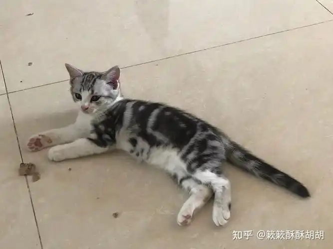 布偶串美短孩子长大啥样呢? - 知乎