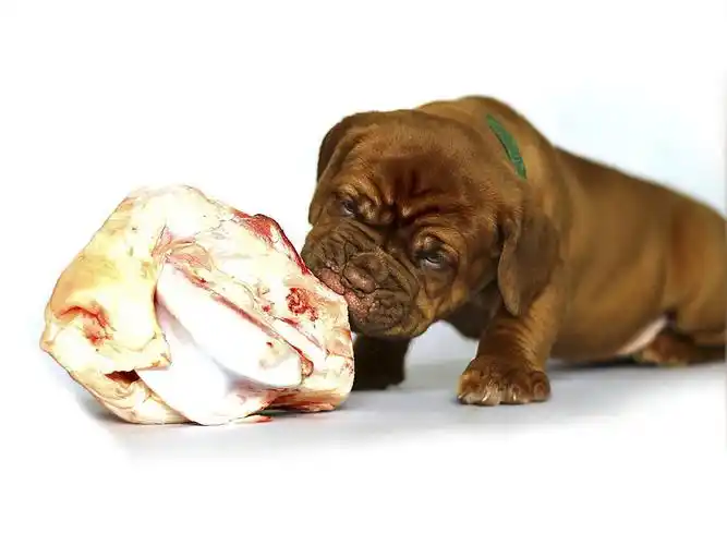 啃骨头的斗牛犬1280x960分辨率查看