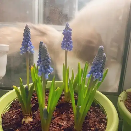 水培风信子开花后怎么处理 水培风信子能活多久-百科大全-皮村电商