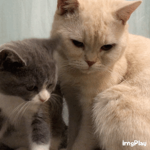 猫咪可爱亲呢呆萌gif动图_动态图_表情包下载_soogif