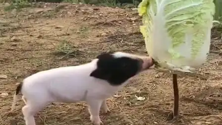 传说中的猪拱白菜我终于见识到了,这么好的白菜可惜了.