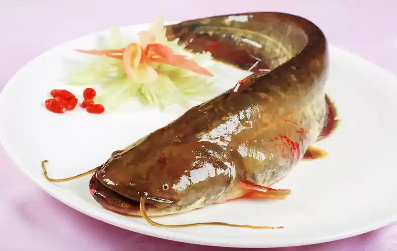 黄河绵鱼有三大特征:嘴大,头大,肚子大.